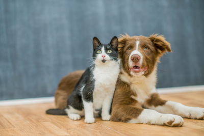Cat and dog sitting together