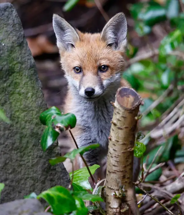 Fox in nature